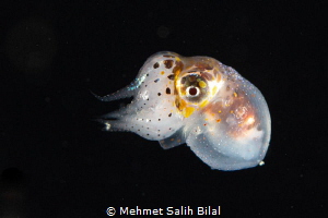 Male paper nautilus. Blackwater dive in Anilao. by Mehmet Salih Bilal 
